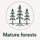 Mature Forests