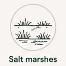 Salt Marshes